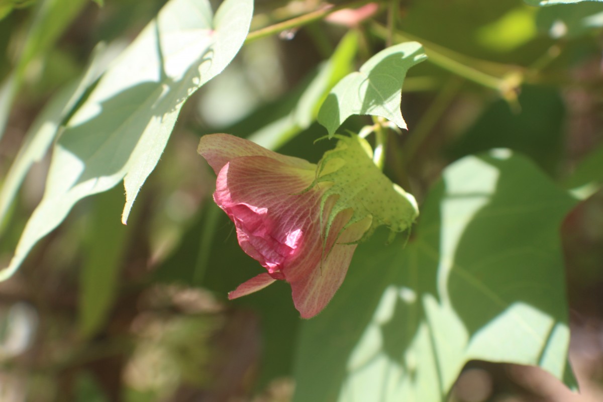 Gossypium hirsutum L.